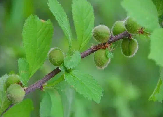 种植百科|榆叶梅什么时候栽种合适