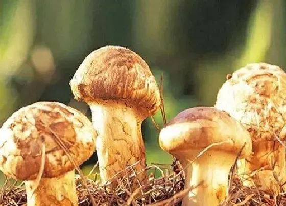 果实成熟|松茸什么时候采摘
