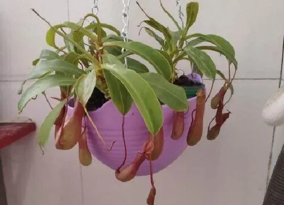 植物寓意|猪笼草的风水寓意和摆放位置