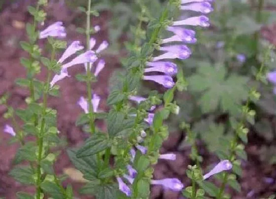 颜色花|半枝花是什么颜色的