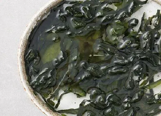 植物种类|海藻类蔬菜有哪些 常见的5种食用藻类蔬菜