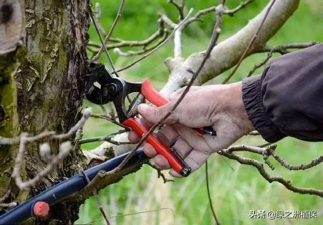 植物修剪|果树常见修剪方法，果农每年都要对果树枝条进行修剪）