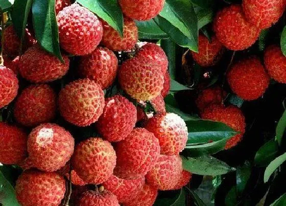植物产地|福建盛产什么农作物