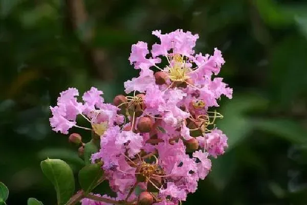 植物生根|紫薇扦插生根最快方法