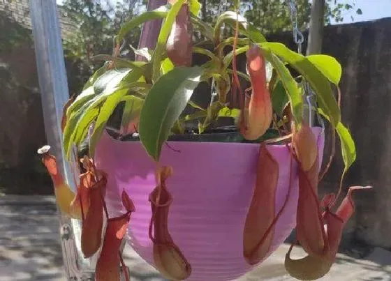 植物寓意|猪笼草的风水寓意和摆放位置