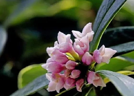 冬天植物|金边瑞香耐寒最低温度（金边瑞香过冬养护）