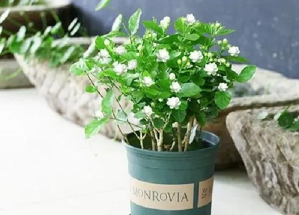 养殖科普|茉莉花和月季哪个好养（在家里盆栽茉莉花好养吗）