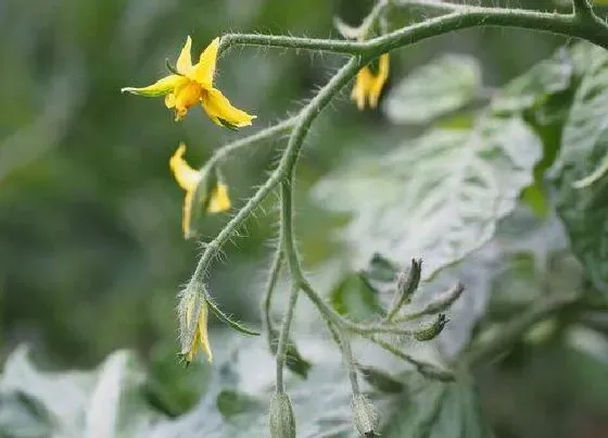开花时间|西红柿什么时候开花 开花多长时间