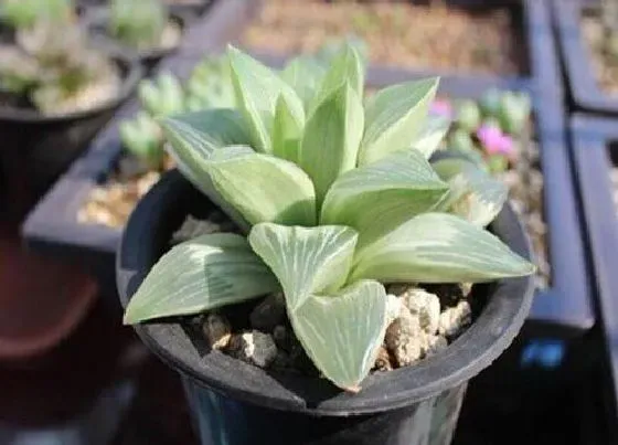 植物排行|芦荟科的植物有哪些