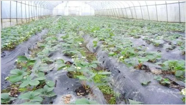 草莓苗期肥害该怎么解决 | 种植技术