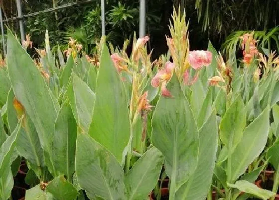 绿植|人工浮岛适合种植什么植物 浮岛种植的植物选择