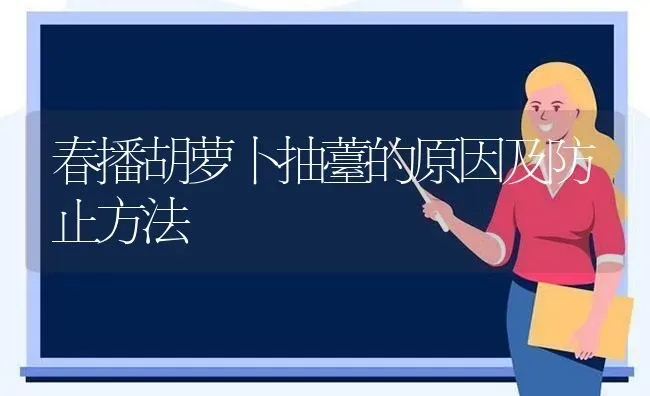 春播胡萝卜抽薹的原因及防止方法 | 蔬菜种植