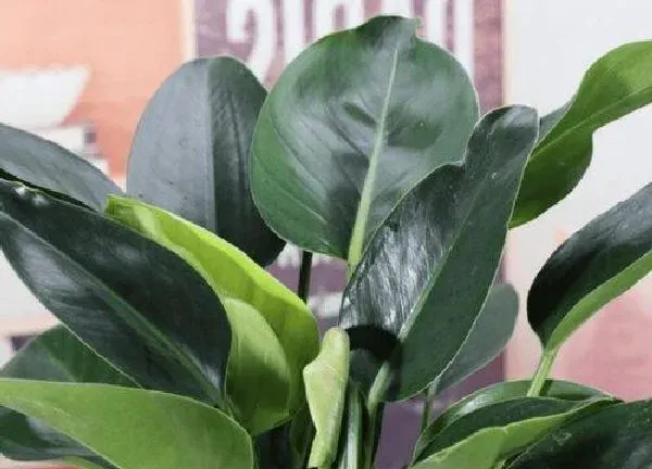 植物浇水|牛奶可以浇万年青吗 牛奶浇万年青的正确方法