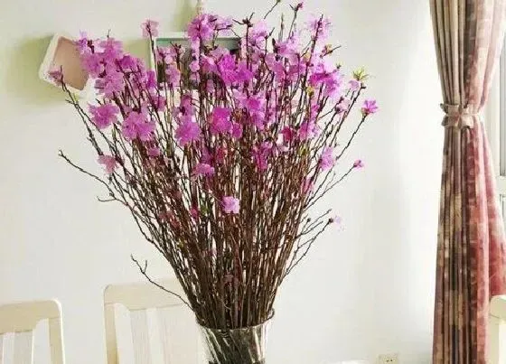 植物毒性|枯枝杜鹃有毒吗 可以放在室内养吗