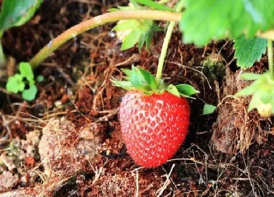 种植土壤|草莓可以用沙子种吗