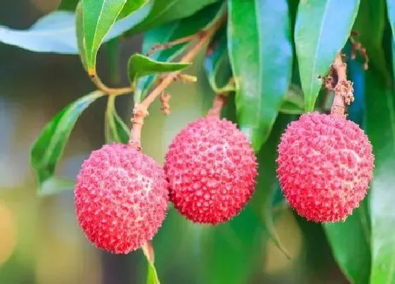 种植位置|荔枝树可以种在家门口吗