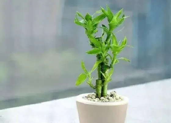 植物排行|常青植物有哪些