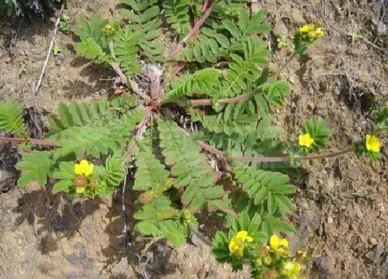 植物百科|翻白草生长在什么地方