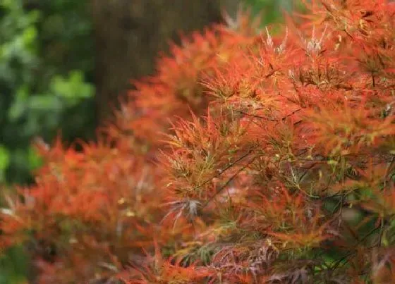 习性特点|枫树开花是什么样子 在什么季节会开花