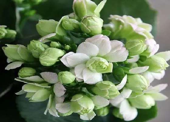 开花时间|长寿花一年开几次花