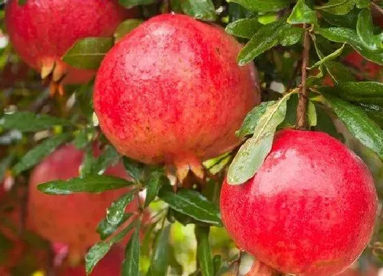 种植管理|石榴树什么时候栽最好 几月份种植最容易活