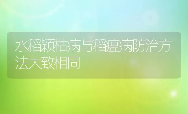 水稻颖枯病与稻瘟病防治方法大致相同 | 粮油作物种植