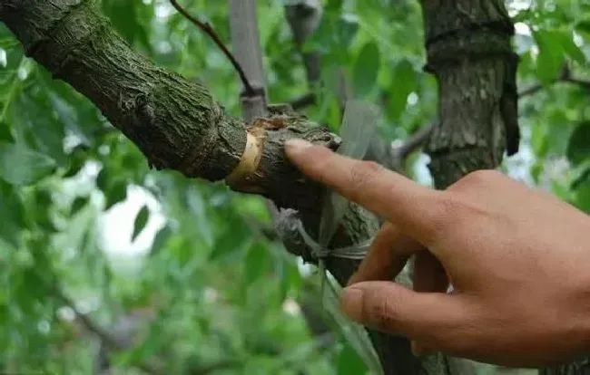 种植管理|核桃树砍几刀才结果是什么原因，核桃树用刀砍几月份砍）