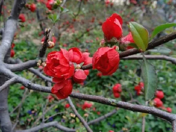 冬天植物|海棠花怕冷吗 冬天怕不怕冻