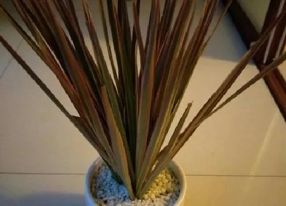 冬天植物|龙铁耐寒吗