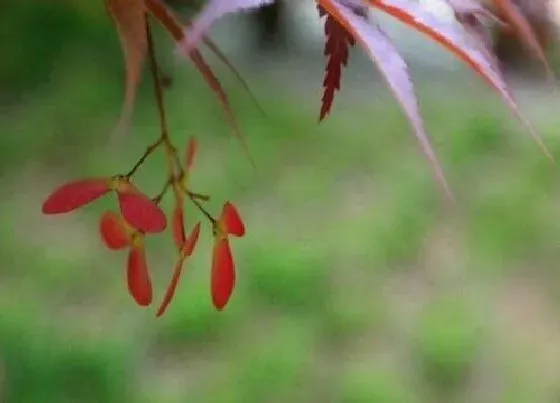 植物百科|枫叶开花吗 开花什么样子