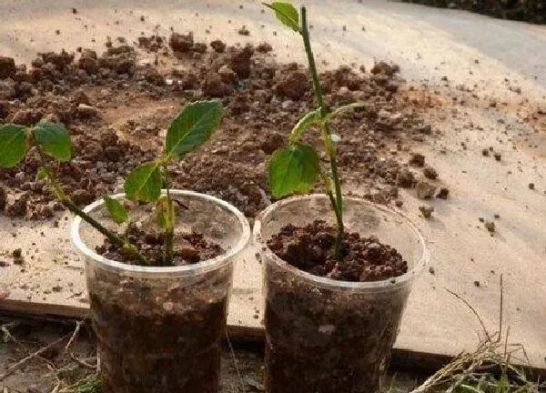 植物扦插|柿子树可以扦插吗