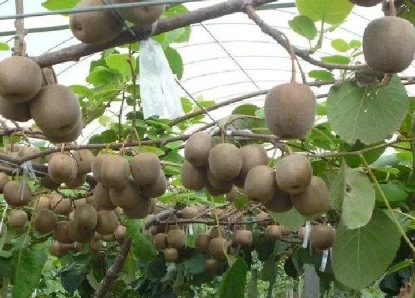 养殖科普|软枣猕猴桃种植技术与管理