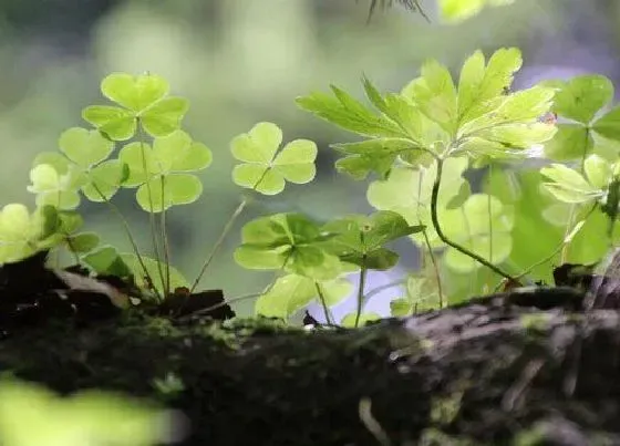 植物百科|三叶草又叫什么名字