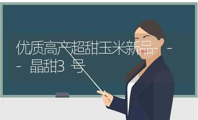 优质高产超甜玉米新品---晶甜3号 | 粮油作物种植