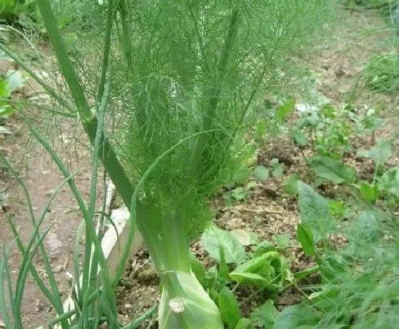 植物播种|茴香种子怎么种植方法