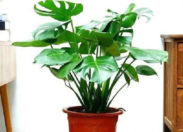 植物移栽|龟背竹什么时候换盆合适