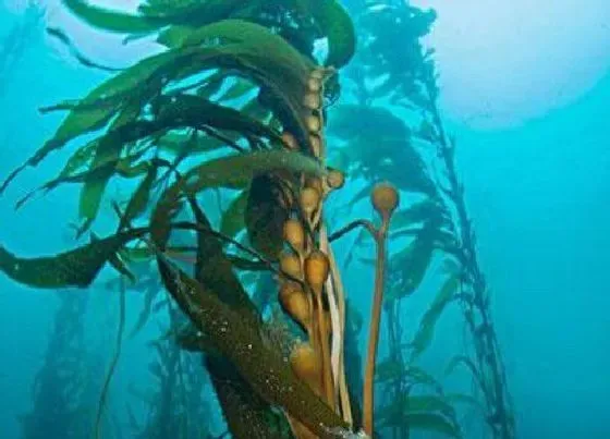 植物百科|海澡是什么植物类别