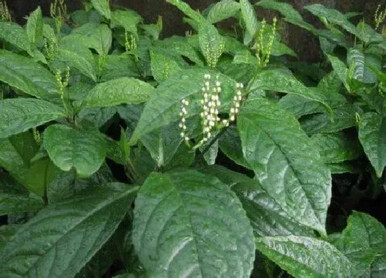 植物修剪|珠兰花开花后怎么修剪