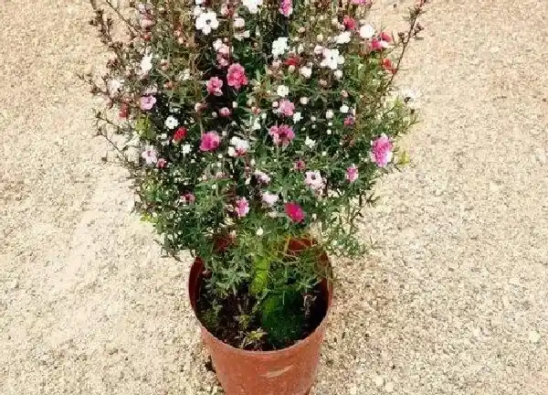 盆景|松红梅用大盆还是小盆