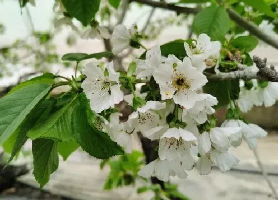 植物百科|樱桃开花吗 在什么时候开花