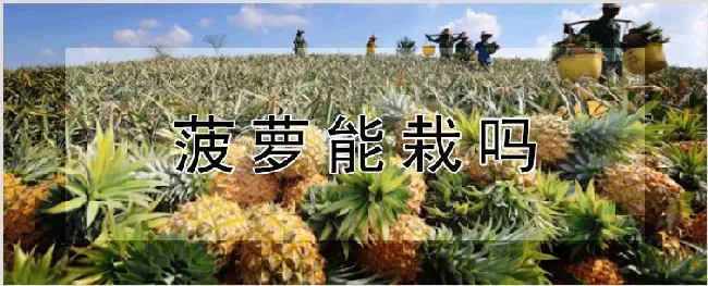 菠萝能栽吗 | 种植资料