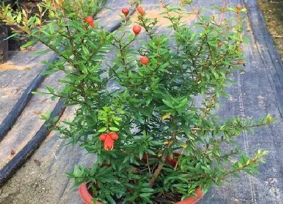 种植方法|石榴授粉时间与方式方法