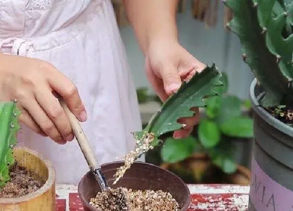 植物浇水|龙骨几天浇一次水 春夏秋冬各不同