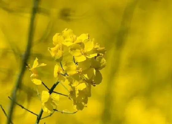 开花时间|油菜花什么时候开花 开花季节