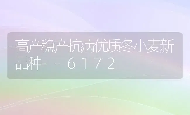 高产稳产抗病优质冬小麦新品种--6172 | 粮油作物种植