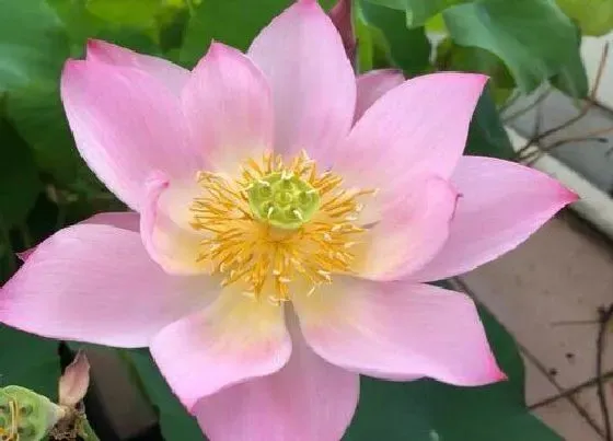 摆放常识|家里养荷花风水禁忌 家中养荷花风水上有说法吗
