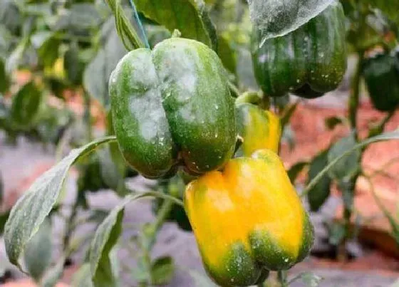 食用科普|彩椒是热性还是凉性