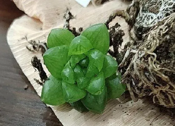 植物百科|玉露是什么植物