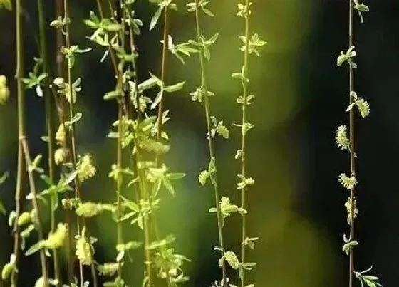 果实成熟|柳芽采摘时间和收获季节