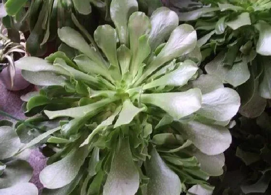 植物修剪|玉龙观音怎么修剪方法